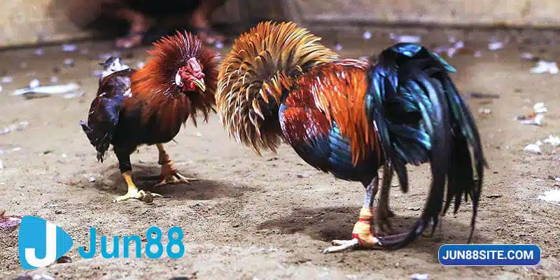 Giới thiệu về sản phẩm đá gà trực tuyến tại Jun88 - Trải nghiệm cá cược hấp dẫn